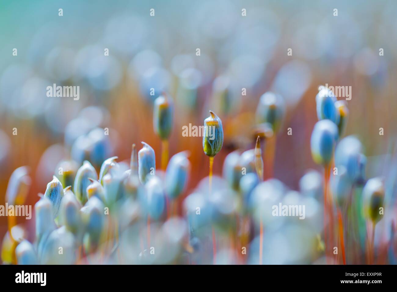 Background blooming forest moss hi-res stock photography and images - Alamy