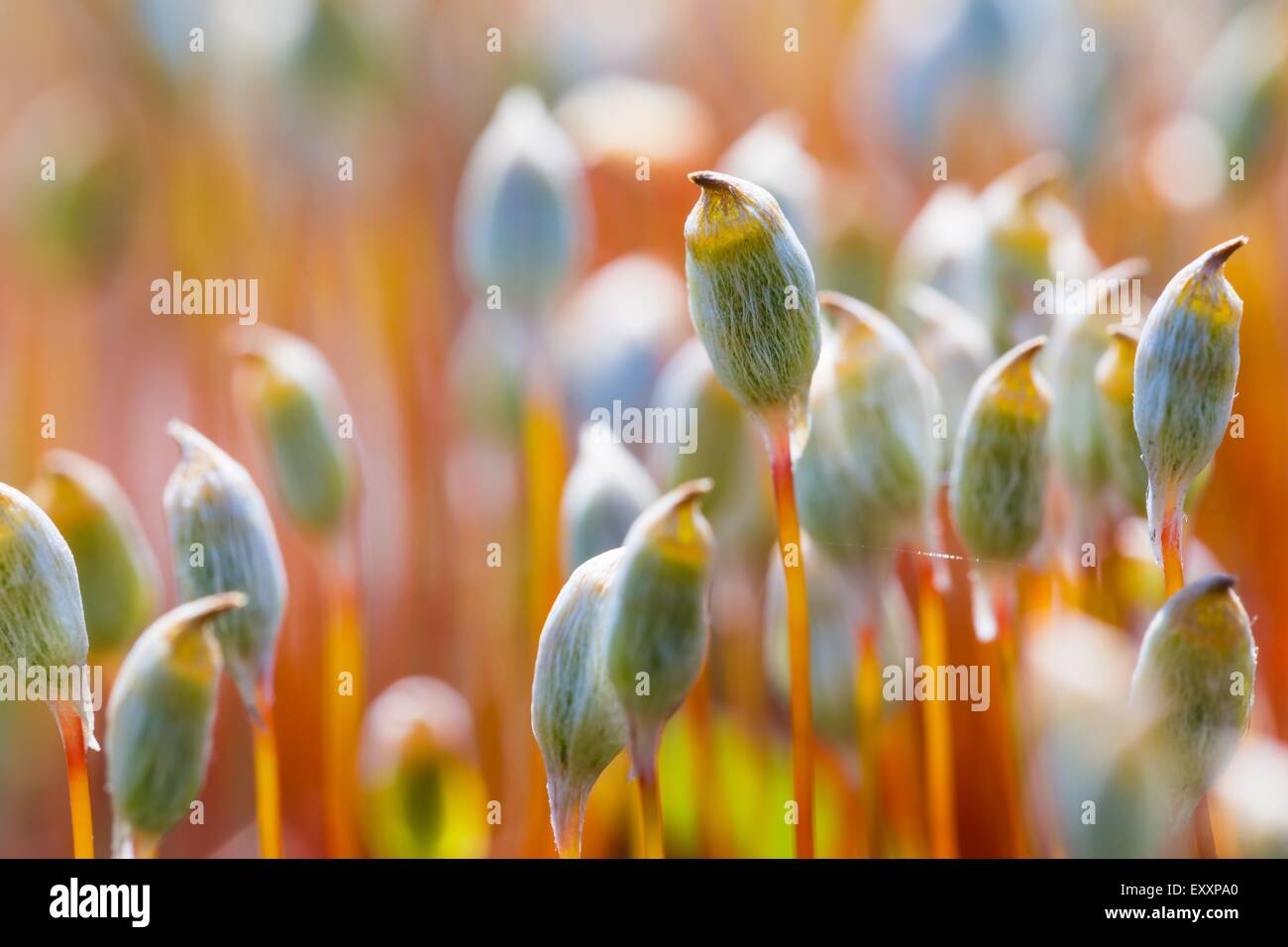 Background blooming forest moss hi-res stock photography and images - Alamy