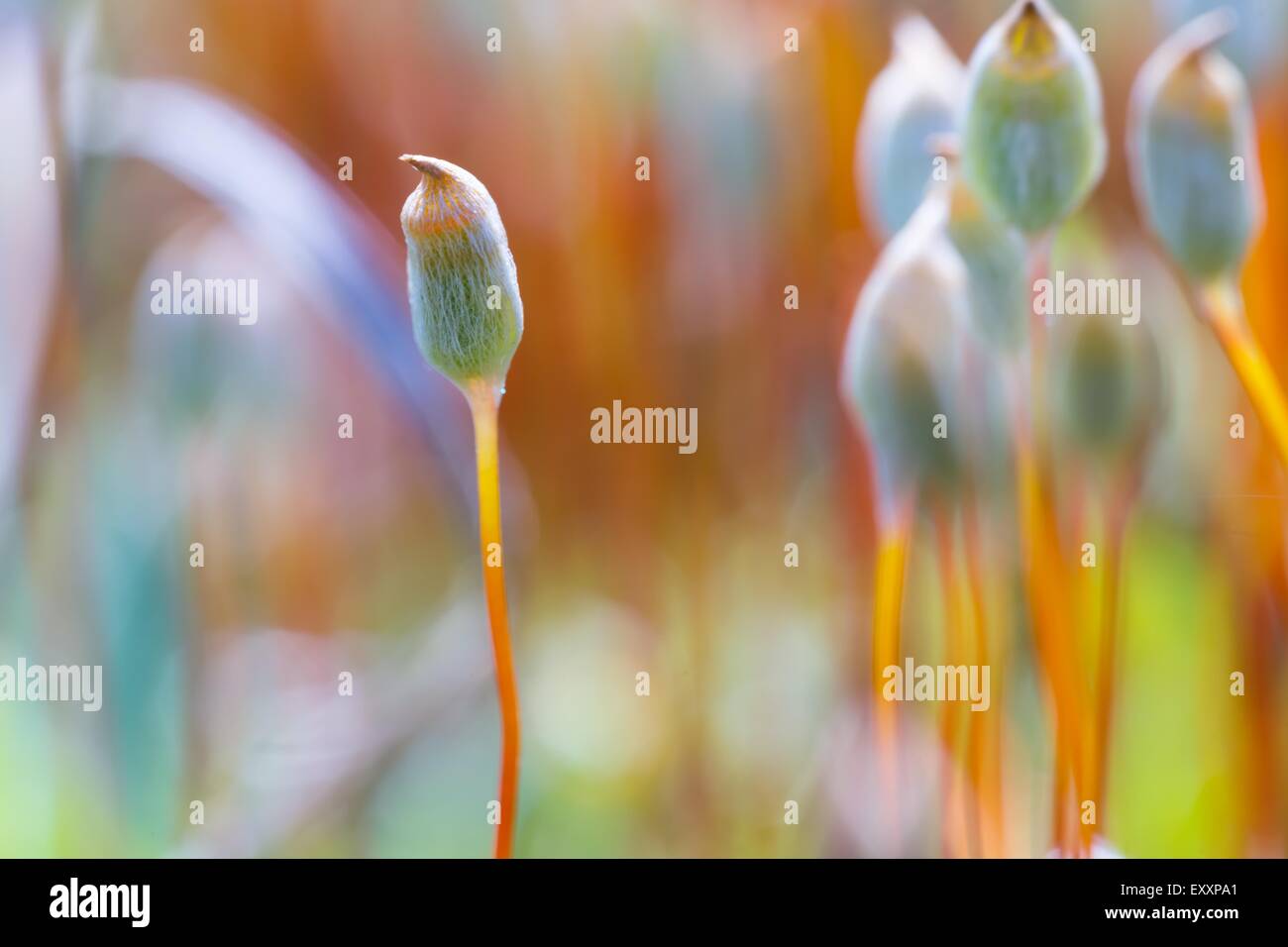Polytrichum moss growing in hi-res stock photography and images - Alamy