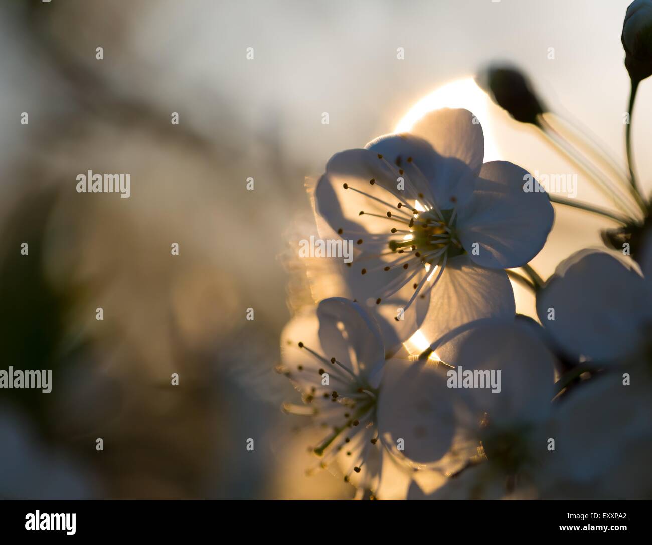 Beautiful white flowers of cherry tree. Close up of fruit tree branch ...