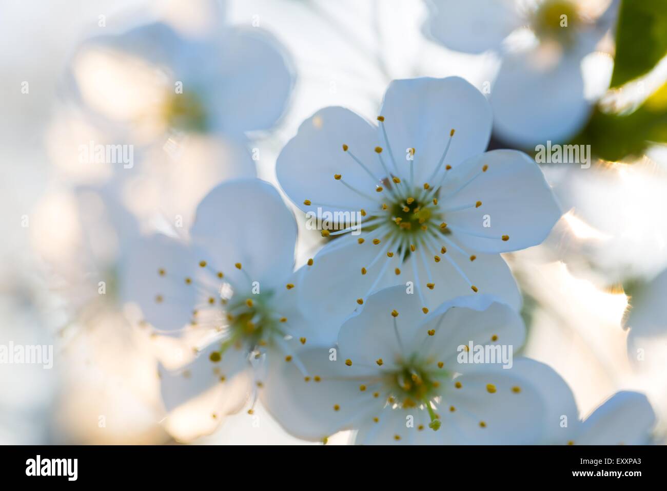 Beautiful white flowers of cherry tree. Close up of fruit tree branch ...