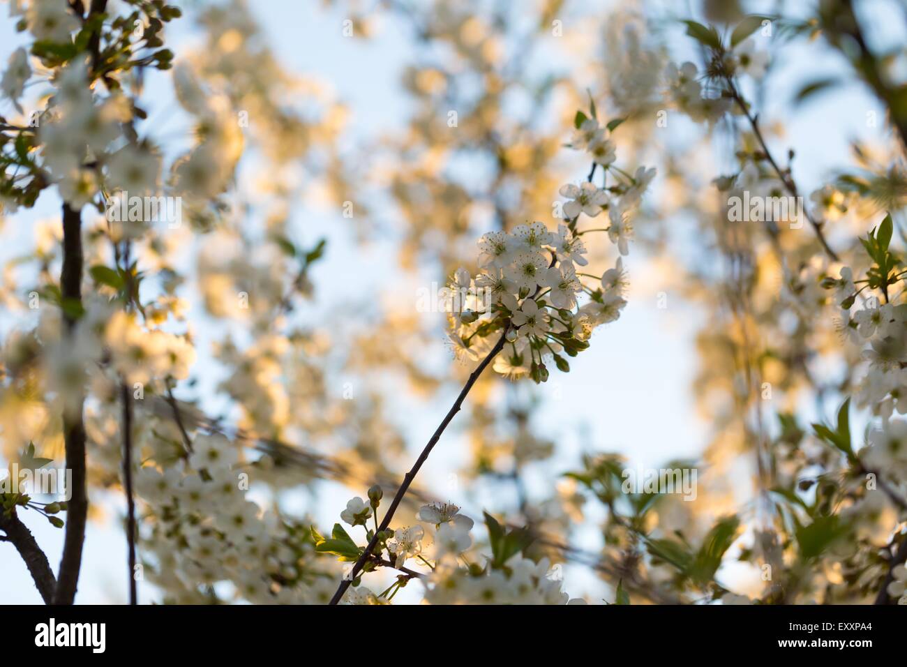 Beautiful white flowers of cherry tree. Close up of fruit tree branch ...