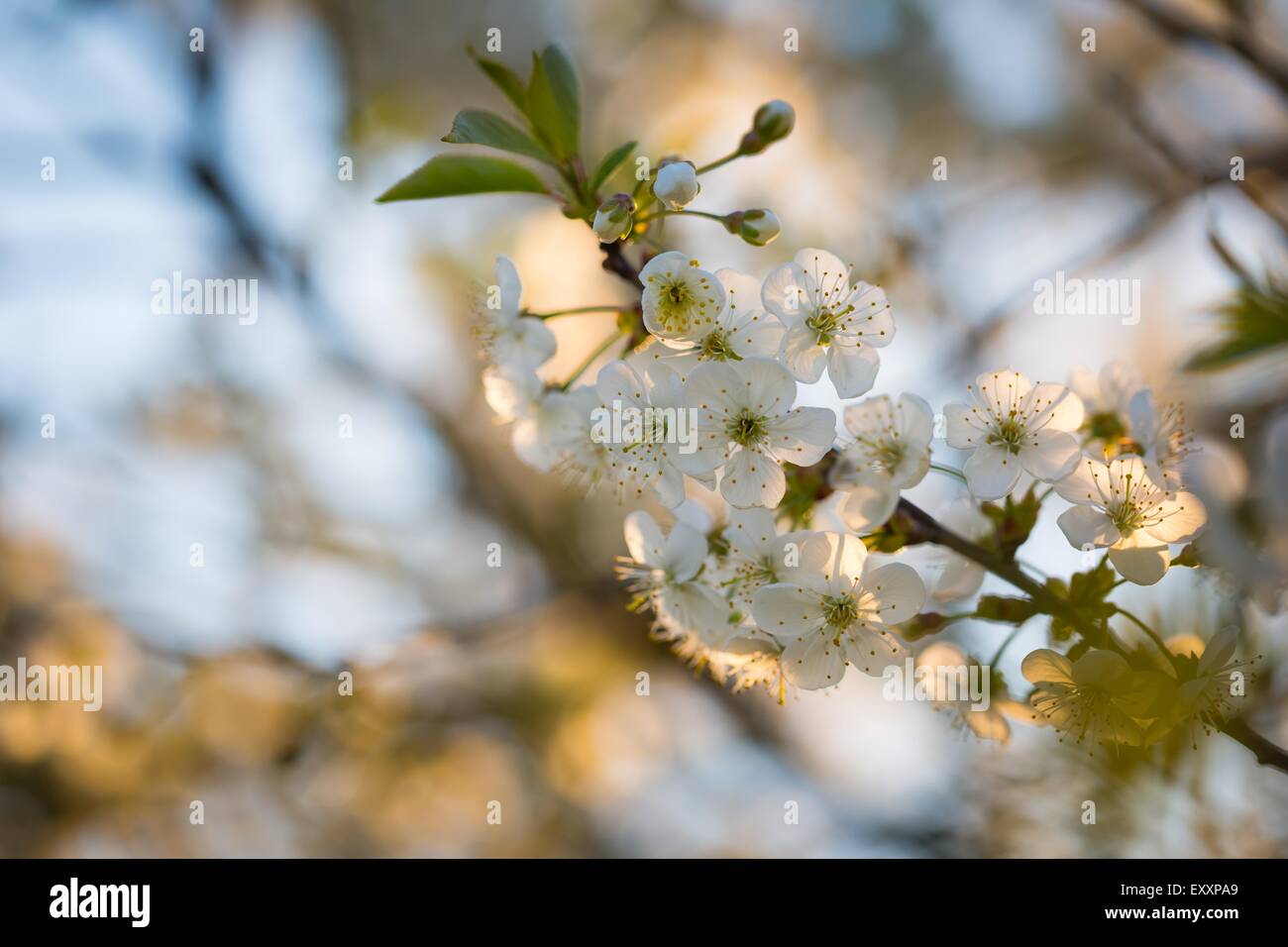 Beautiful white flowers of cherry tree. Close up of fruit tree branch ...