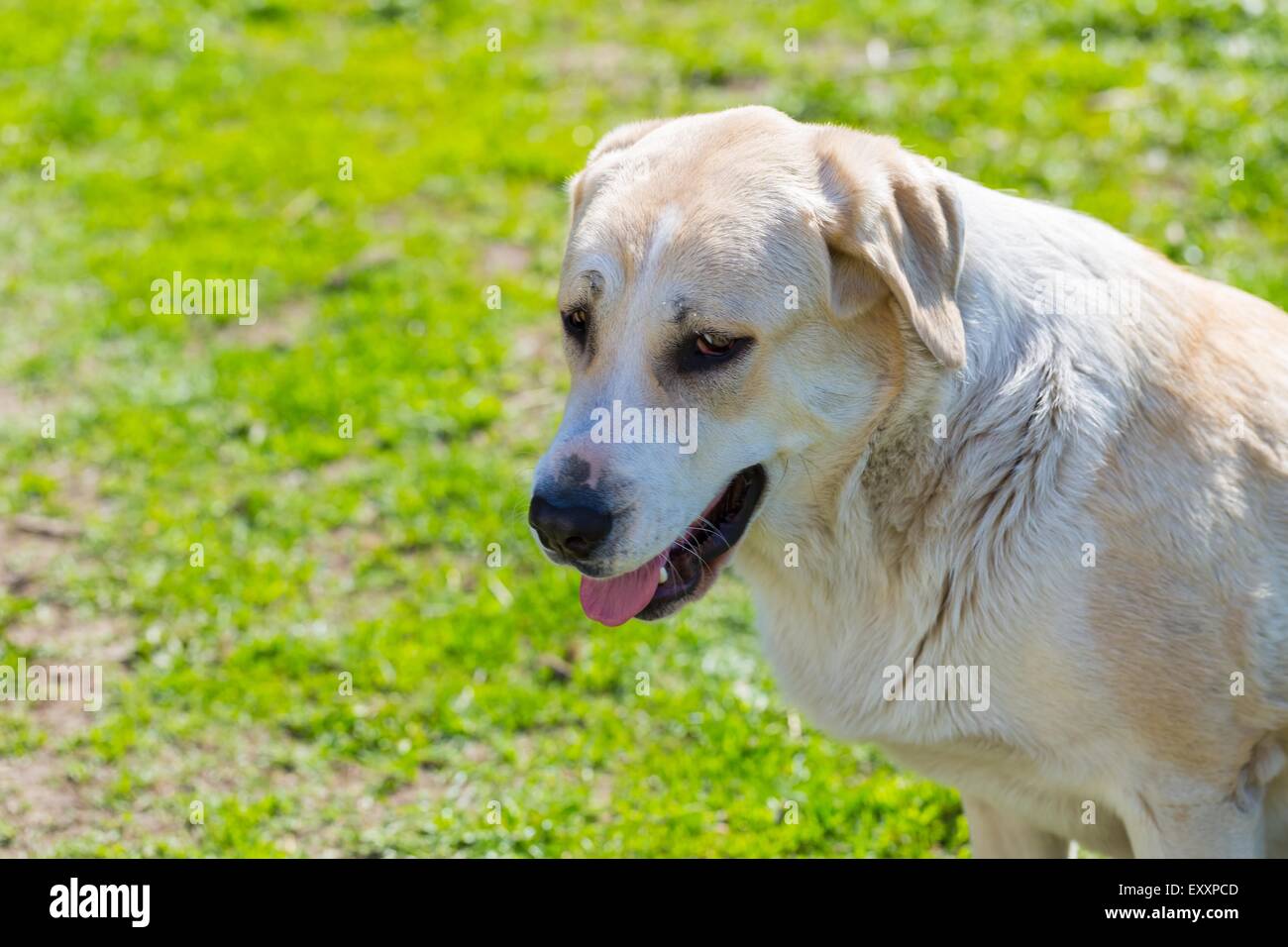 Big dog portrait. Face of animal on green outdoor background. Stock Photo