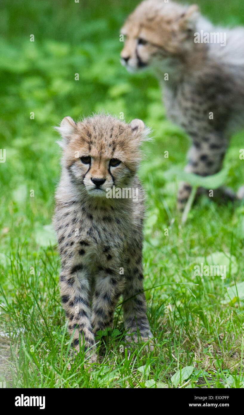 Rostock, Germany. 17th July, 2015. Two baby cheetahs roam an open-air enclosure in the zoo of Rostock, Germany, 17 July 2015. The five baby cheetahs Makeda, Mali, Mayla, Thabo and Akin born on 28 April were baptised on the same day. Photo: STEFAN SAUER/dpa/Alamy Live News Stock Photo