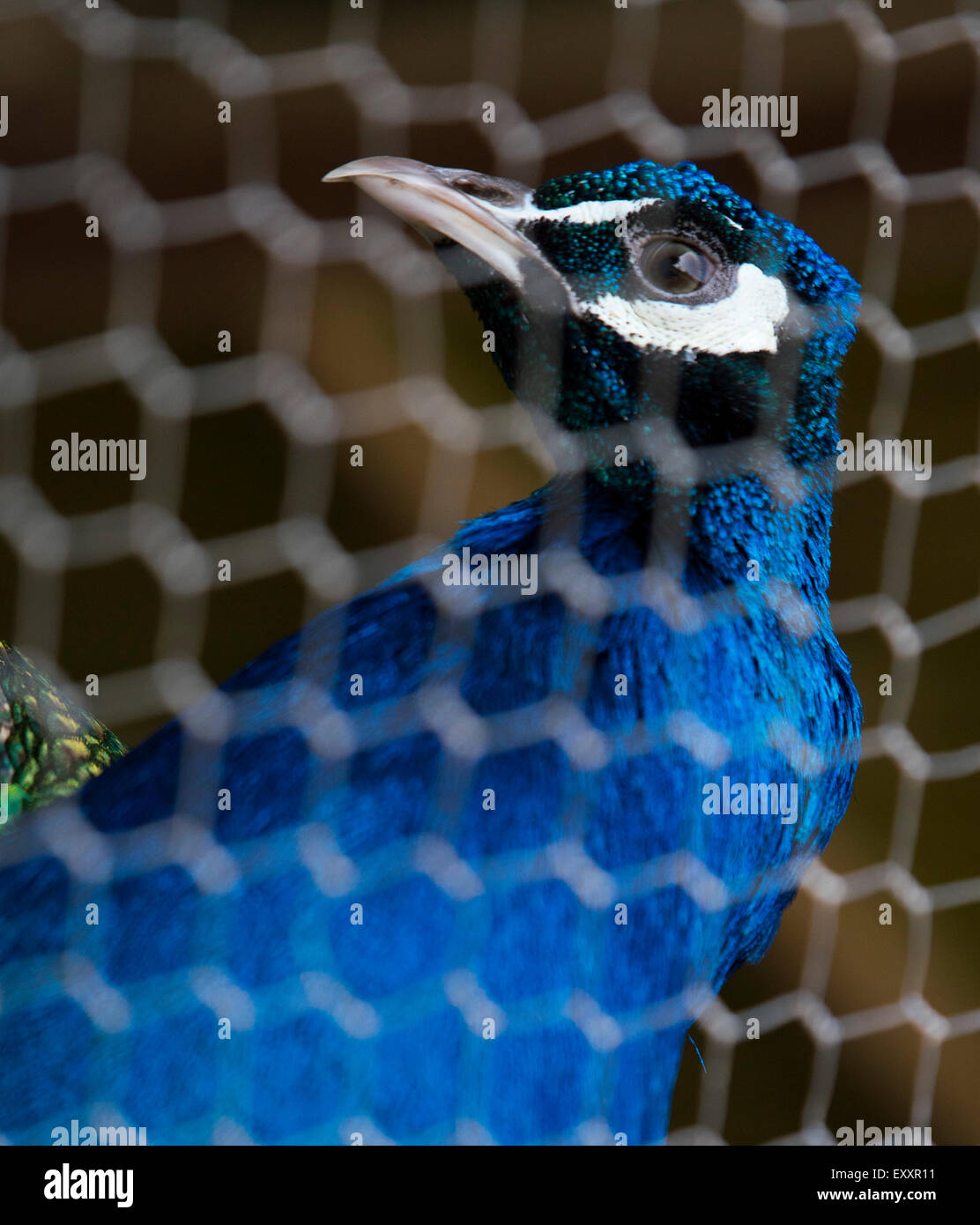 Blue Peacock behind chicken wire Stock Photo Alamy