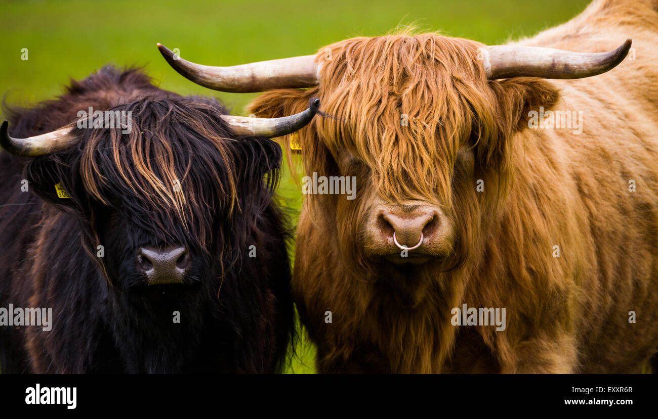 Highland cattle applecross hires stock photography and images Alamy