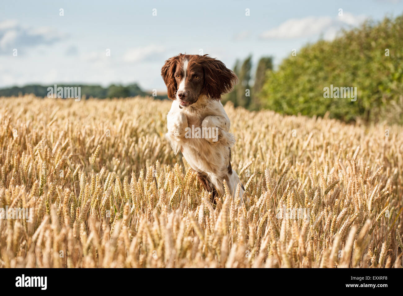 Liver white springer spaniel puppies hires stock photography and