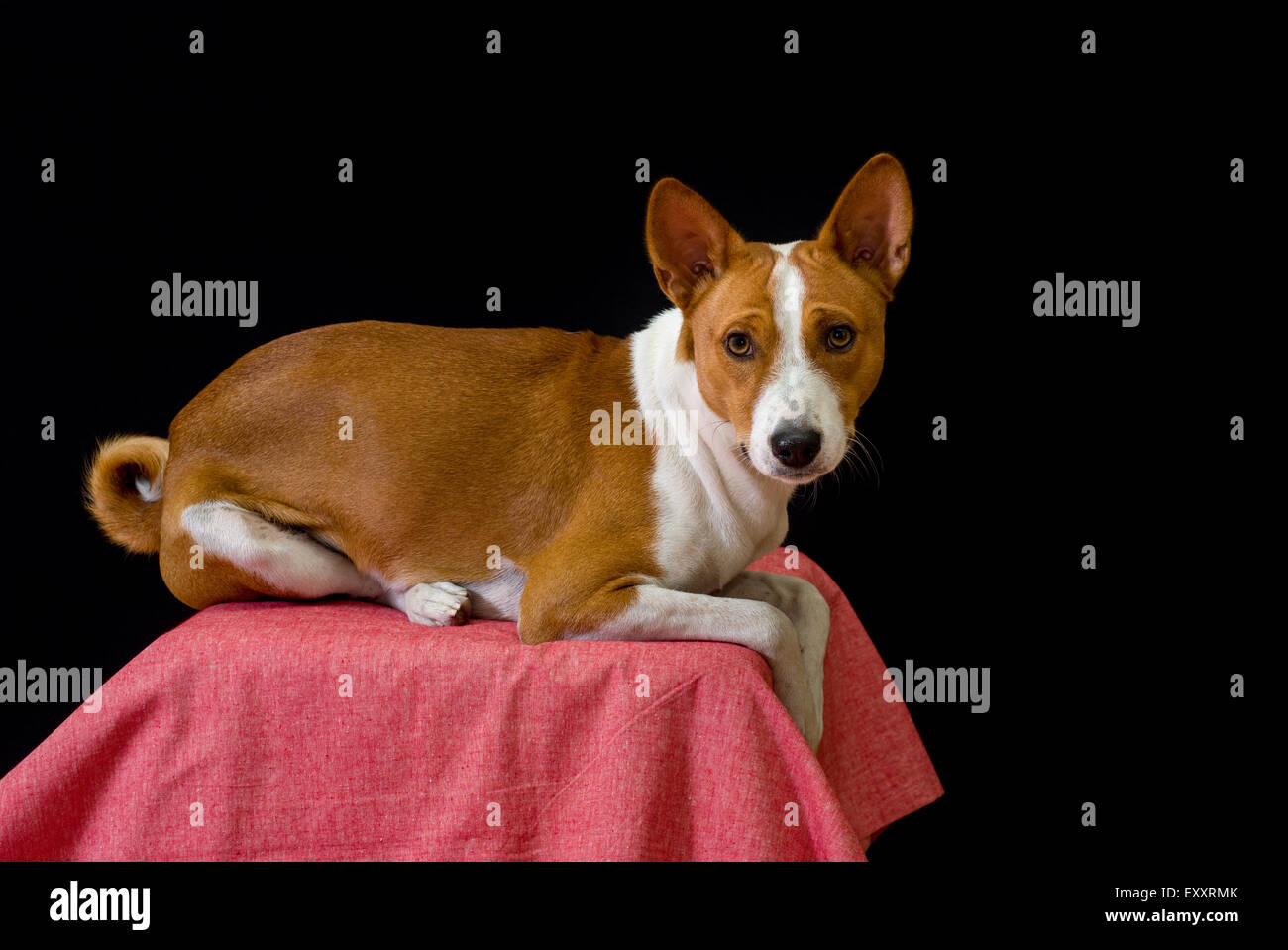 Studio portrait of Basenji dog Stock Photo - Alamy