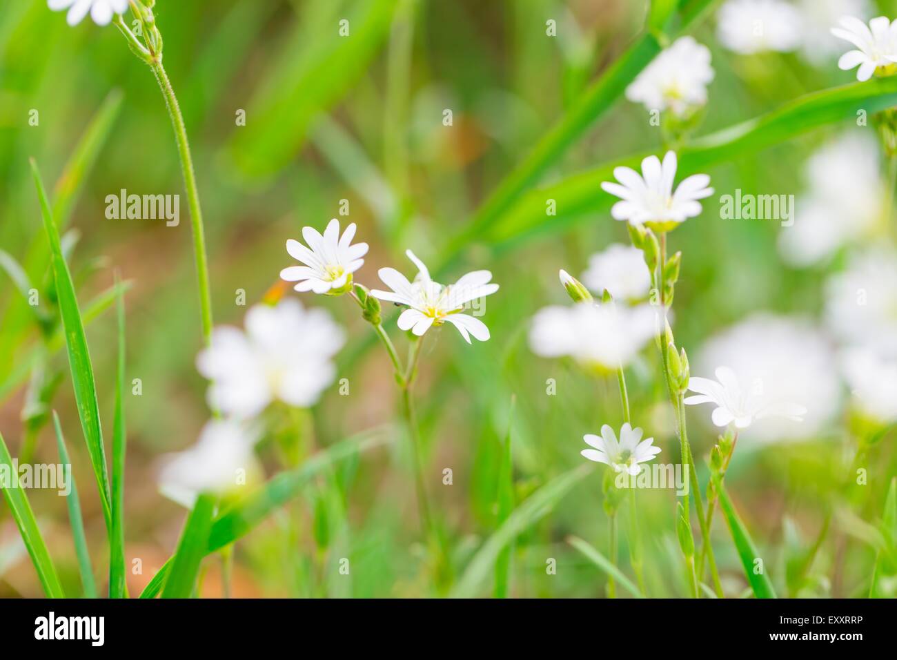 Blooming white flowers of chickweed in green grass. Nature springtime flowers background. Stock Photo