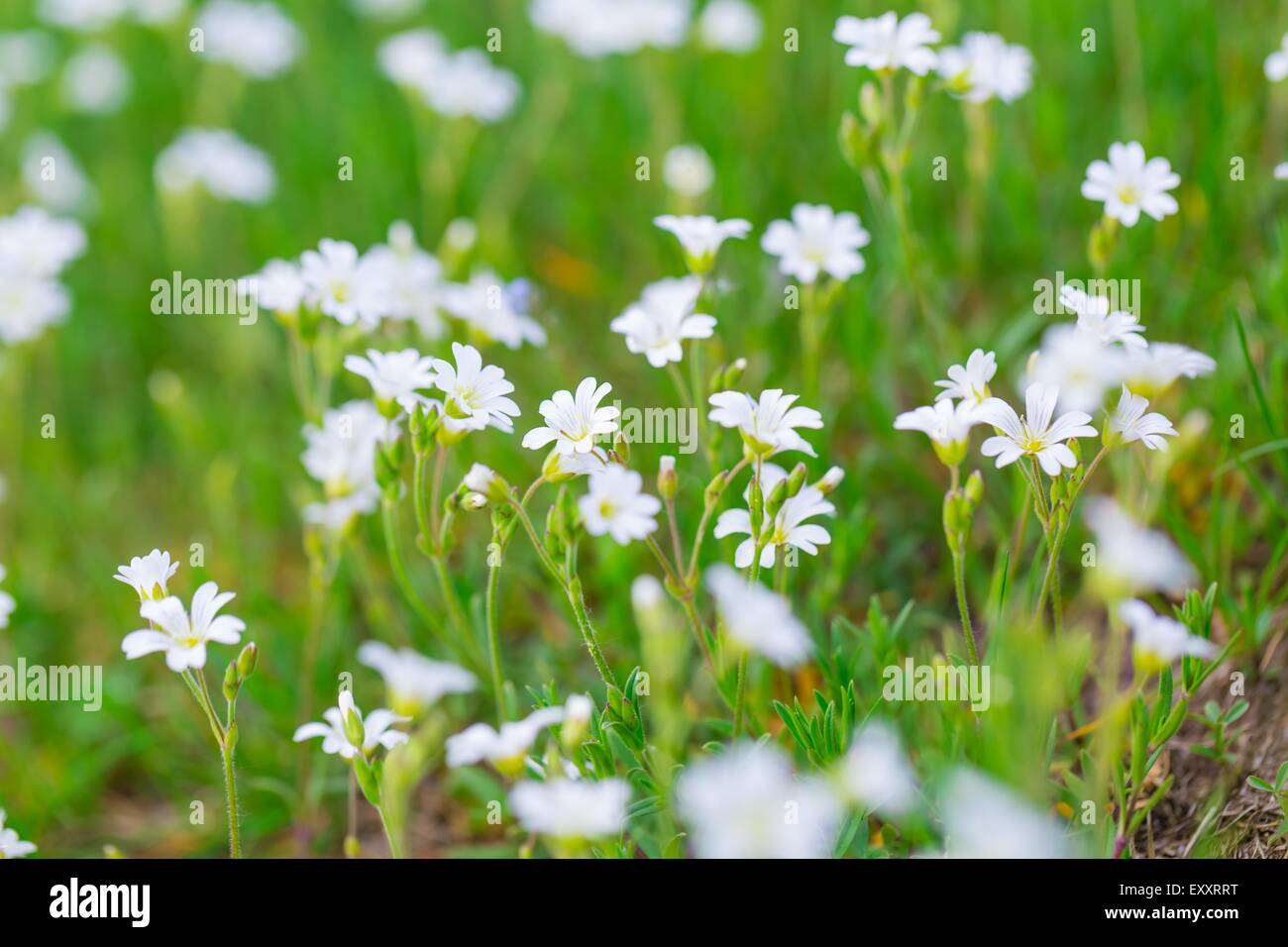 Blooming white flowers of chickweed in green grass. Nature springtime flowers background. Stock Photo