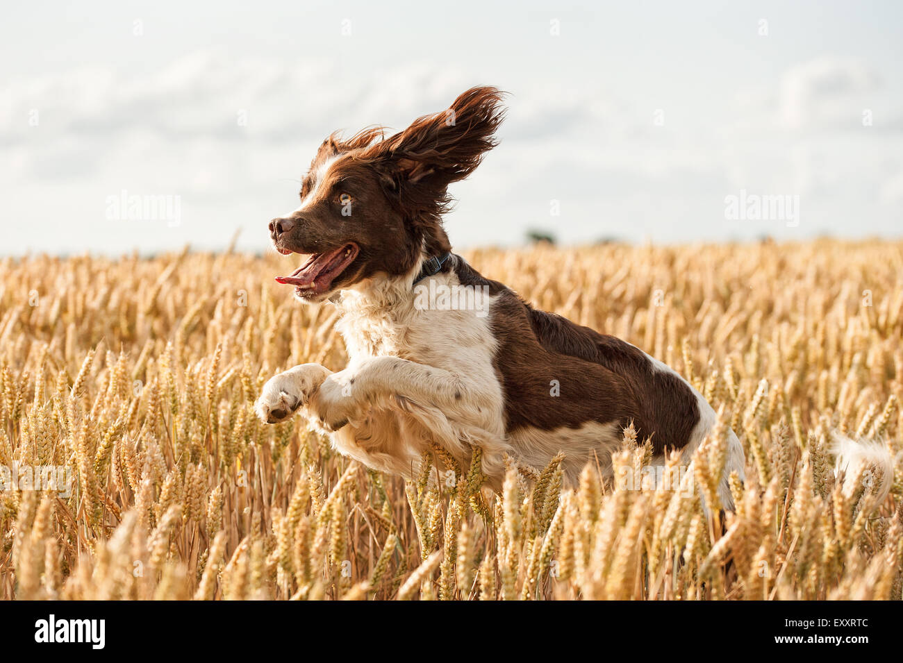 Springer Spaniel Dog in Summer wheat field jumping and leaping having