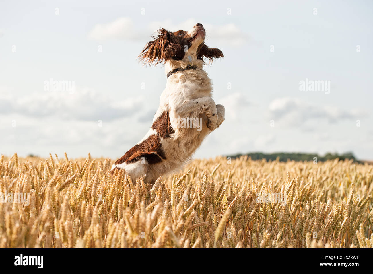 Liver white springer spaniel puppies hires stock photography and