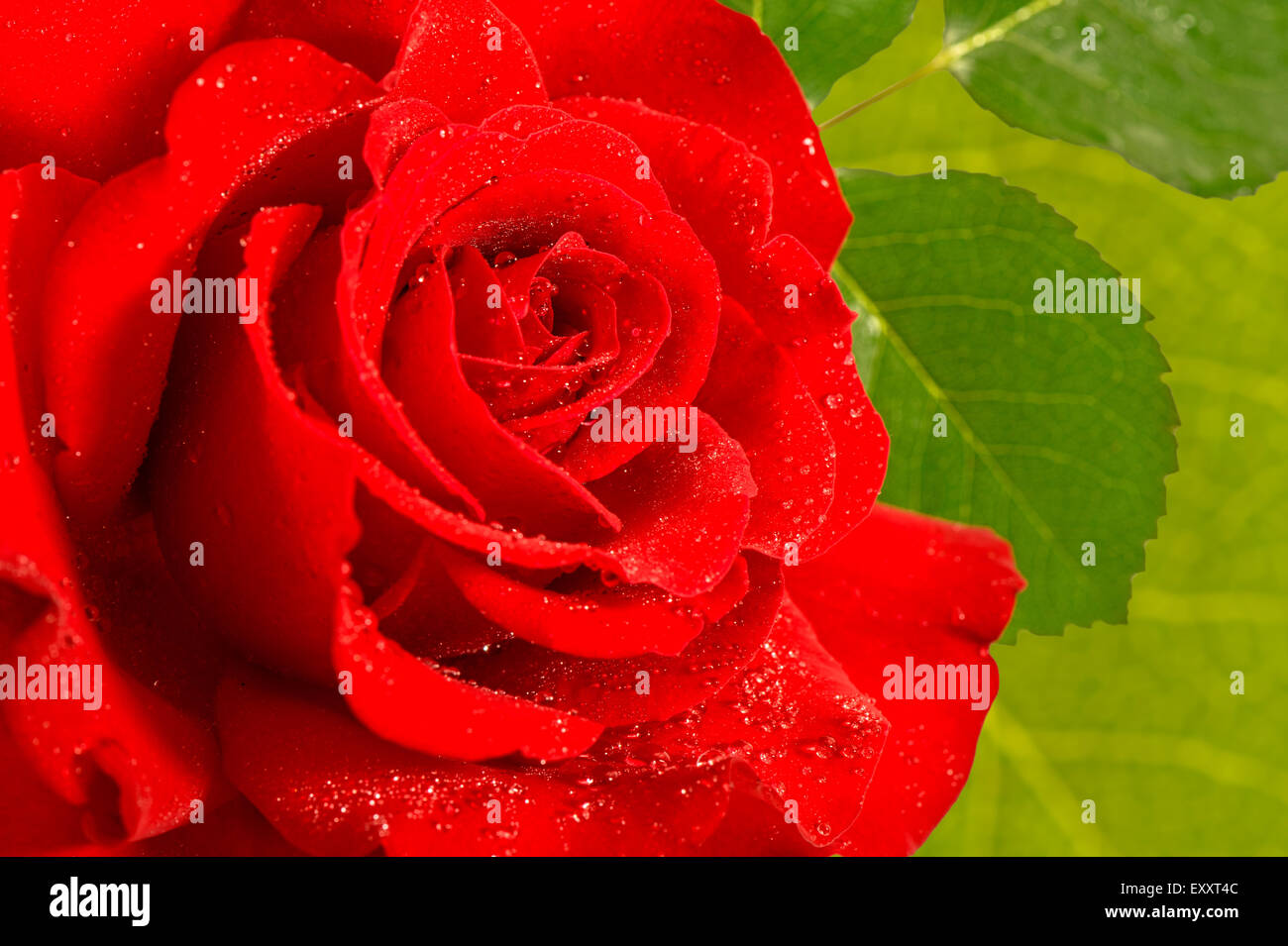 Red rose flower with water drops and green leaves. Holidays greetings card concept. Selective focus Stock Photo