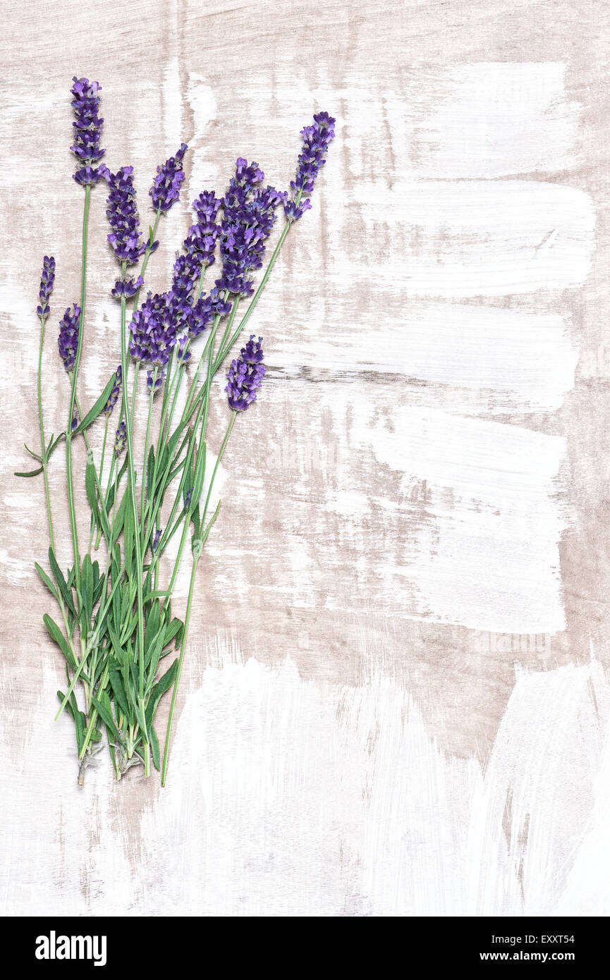 Lavender Sample Pack – Country Garden Farm