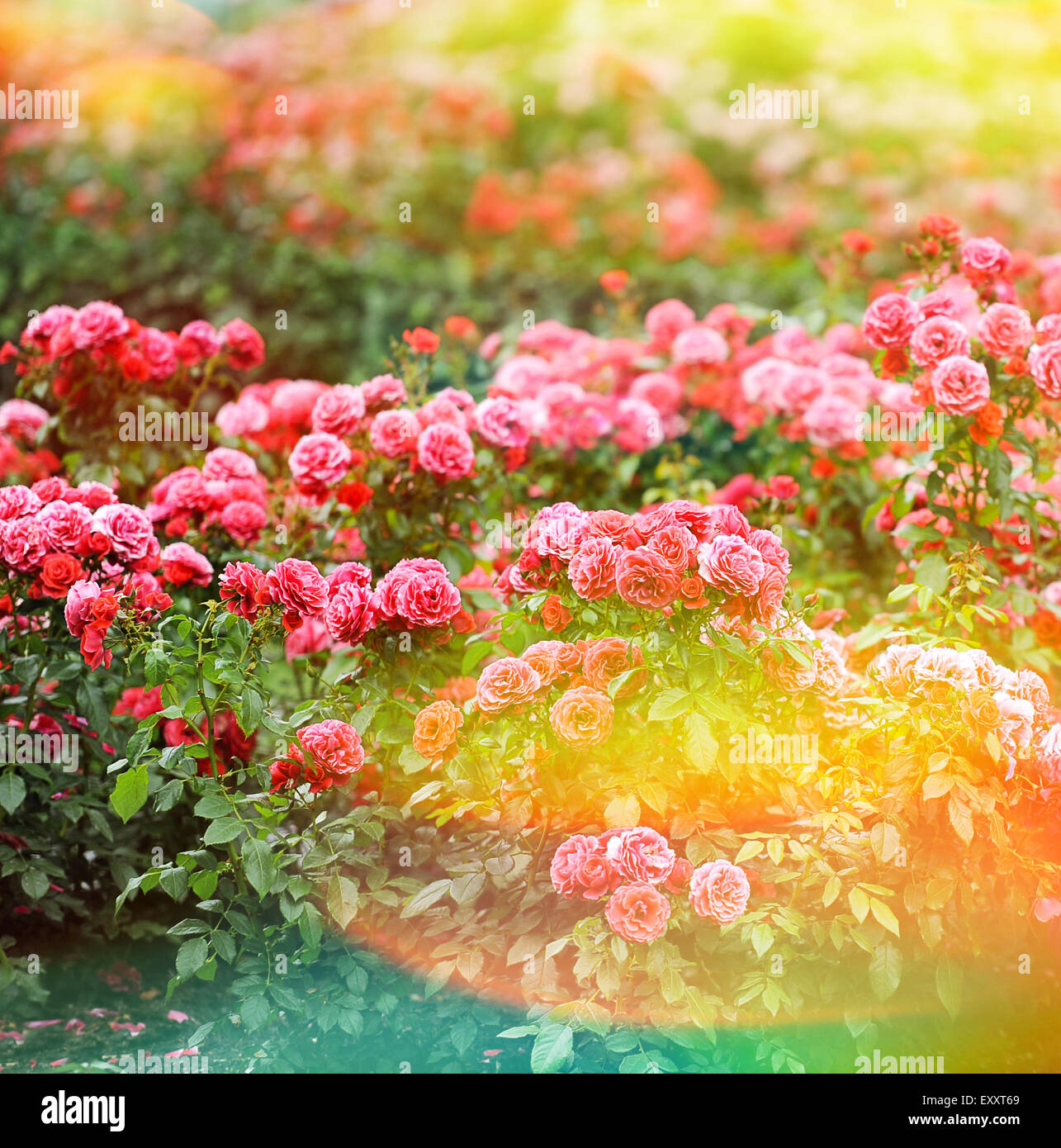 Vintage flares hi-res stock photography and images - Alamy
