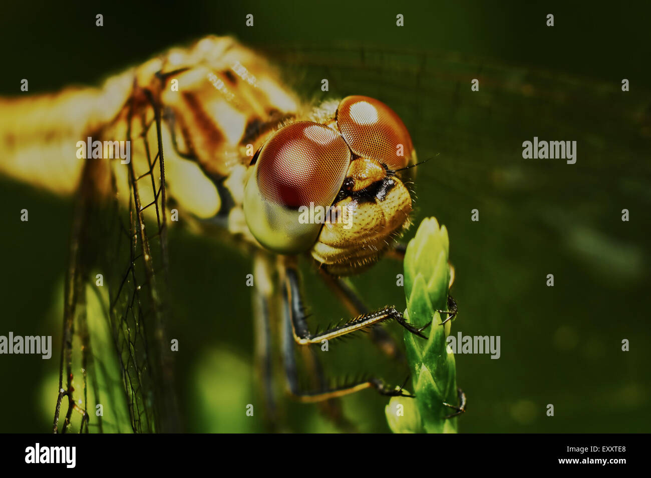 Portrait of a dragonfly in the garden in summer Stock Photo - Alamy