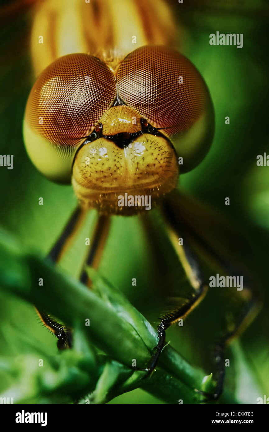 Portrait of a dragonfly in the garden in summer Stock Photo - Alamy
