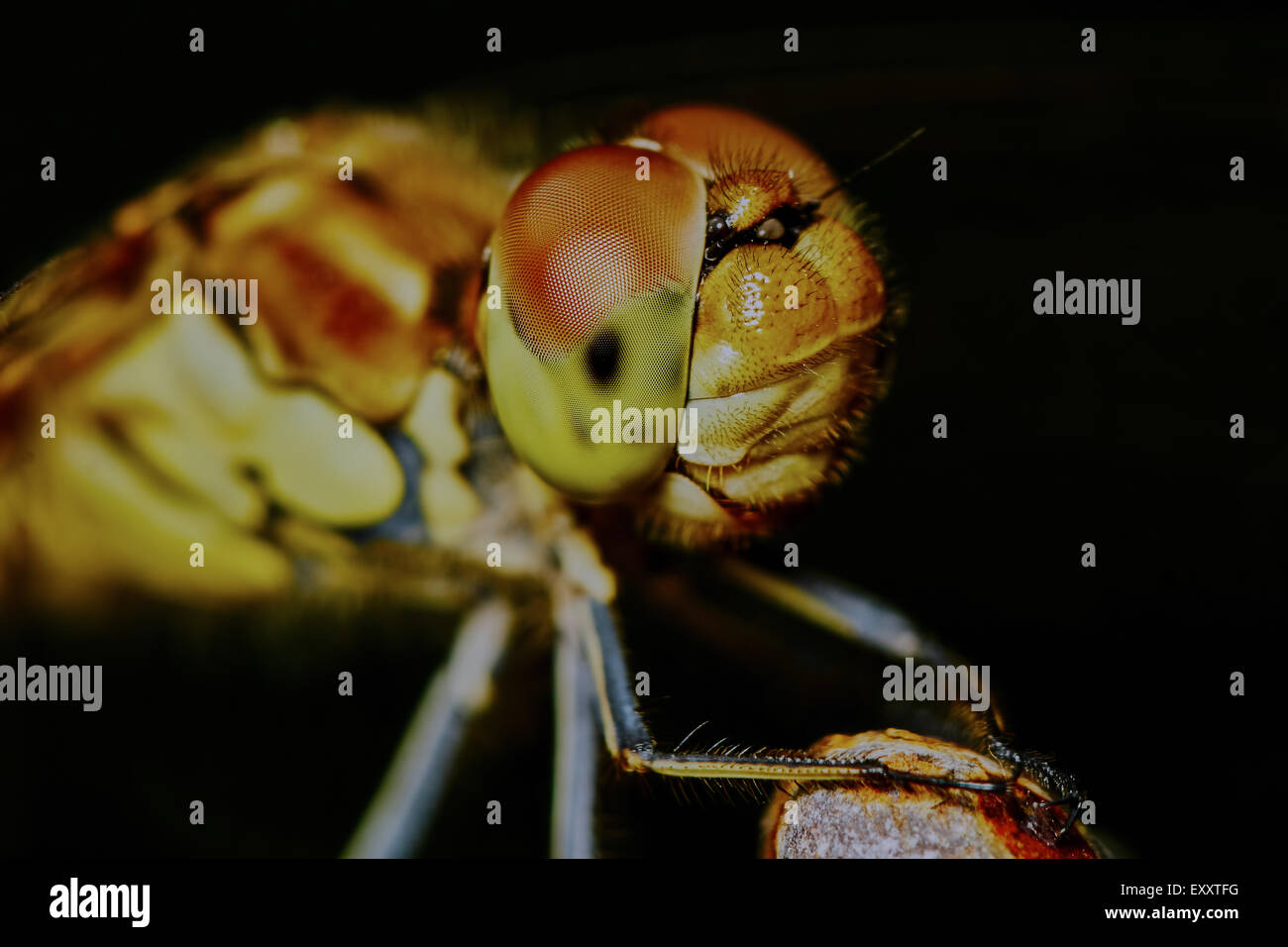 Portrait of a dragonfly in the garden in summer Stock Photo - Alamy