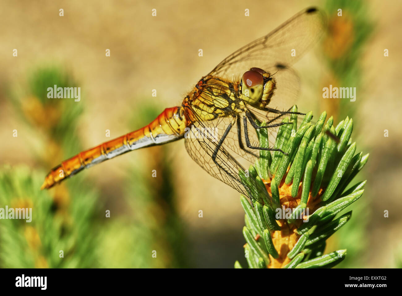 Portrait of a dragonfly in the garden in summer Stock Photo - Alamy