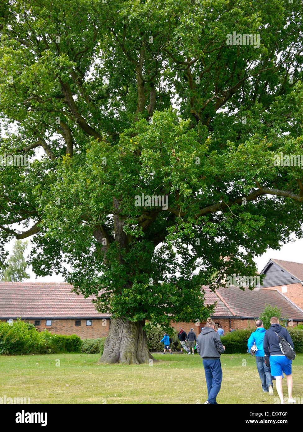Huge ancient Oak Tree, Midlands, UK. Stock Photo