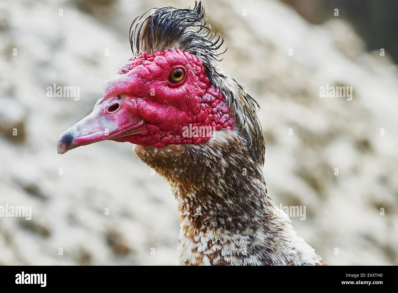 Portrait of musk duck closeup (drake) Stock Photo