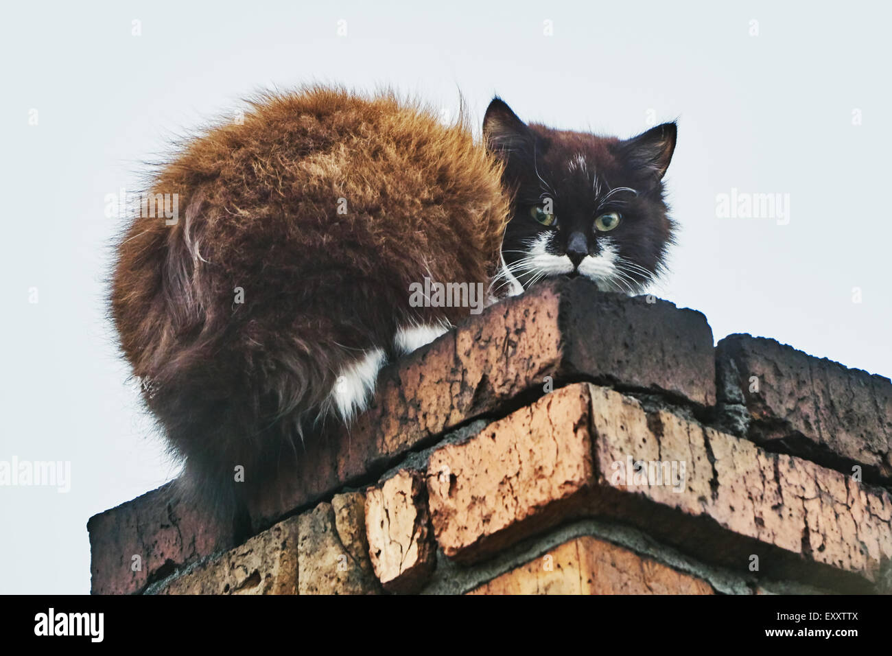 Cat on the chimney on the roof Stock Photo Alamy