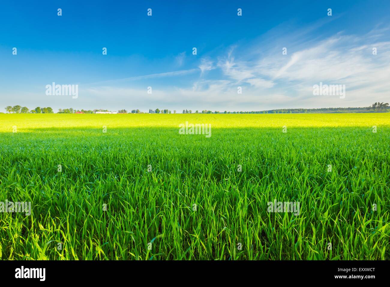Corn field morning sky hi-res stock photography and images - Alamy