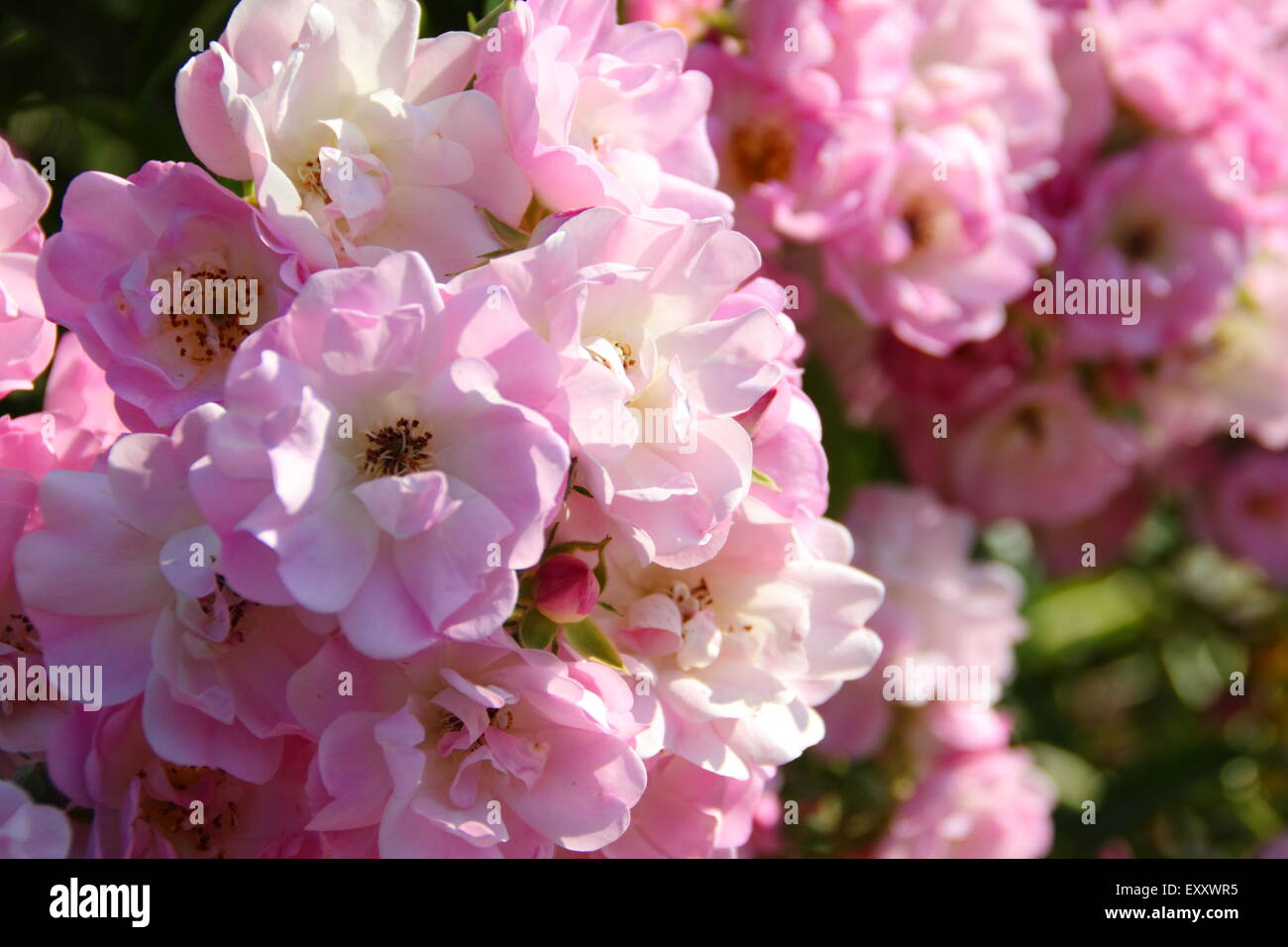 Clusters of pink rambling roses in the Peak District, Derbyshire, England UK Stock Photo