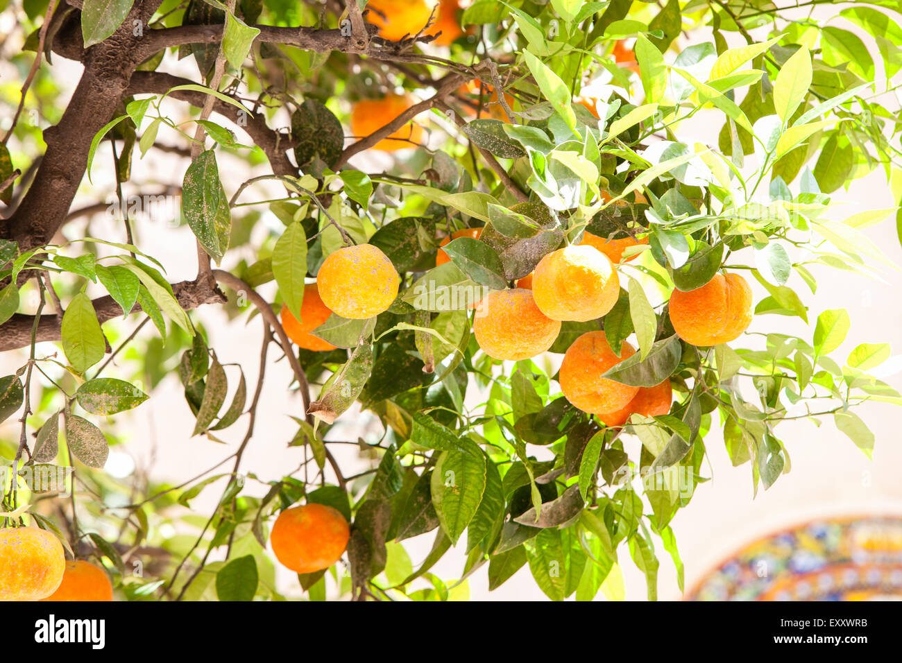 Seville oranges growing in Old Town in centre of Seville, Andalucia