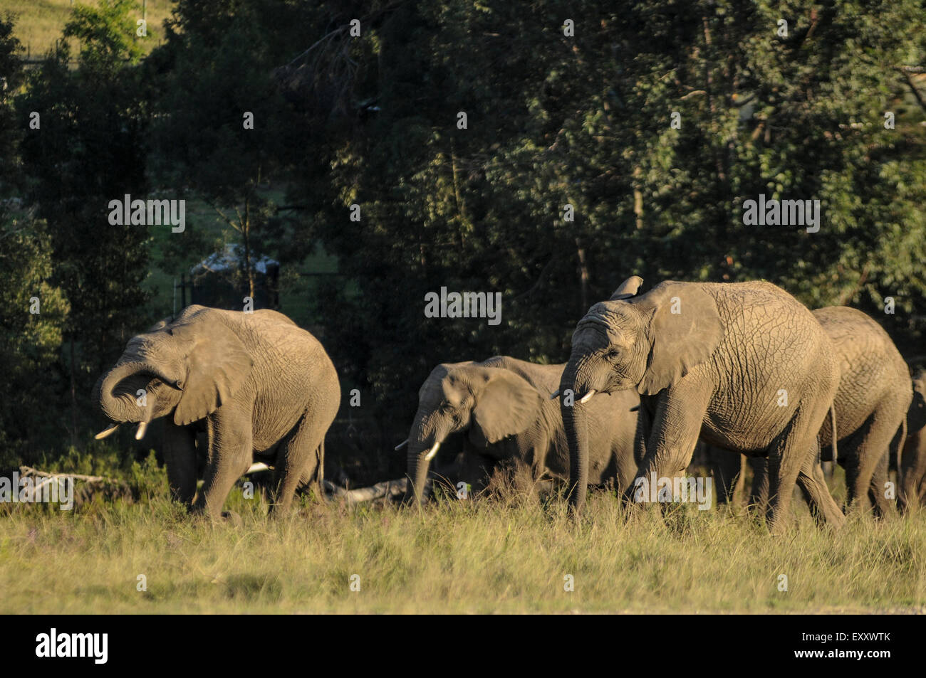 Elephants walk in the Elephant sanctuary in Knysna in South Africa. Credit Euan Cherry Stock