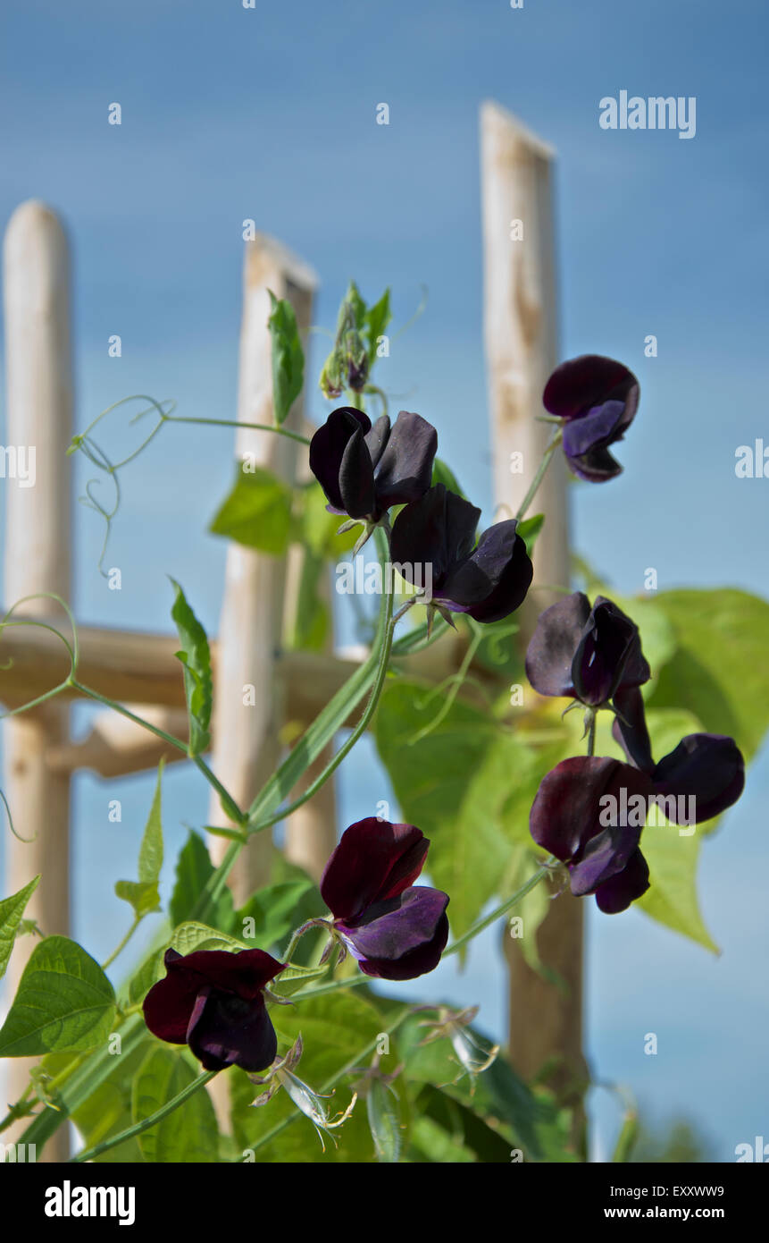 Black Sweet Pea, Lathrus Ordoratus Almost Black, growing up supports. Stock Photo