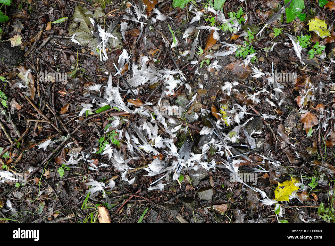 Dead birds feathers on the ground Carmarthenshire Wales UK KATHY DEWITT