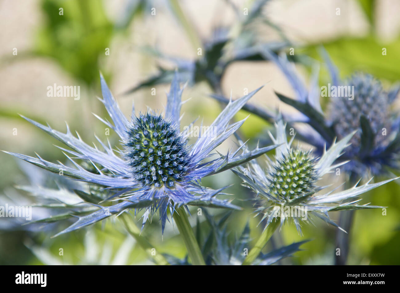 Sea Holly or Eryngium x zabelii Big Blue Stock Photo Alamy