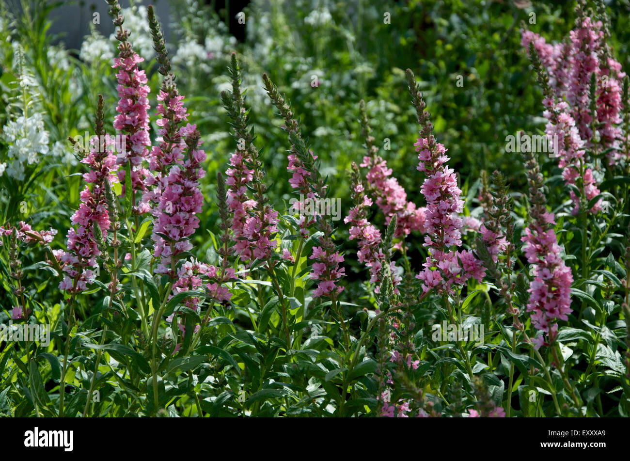 Pink Loosestrife, Lythrum salicaria Blush in flower Stock Photo