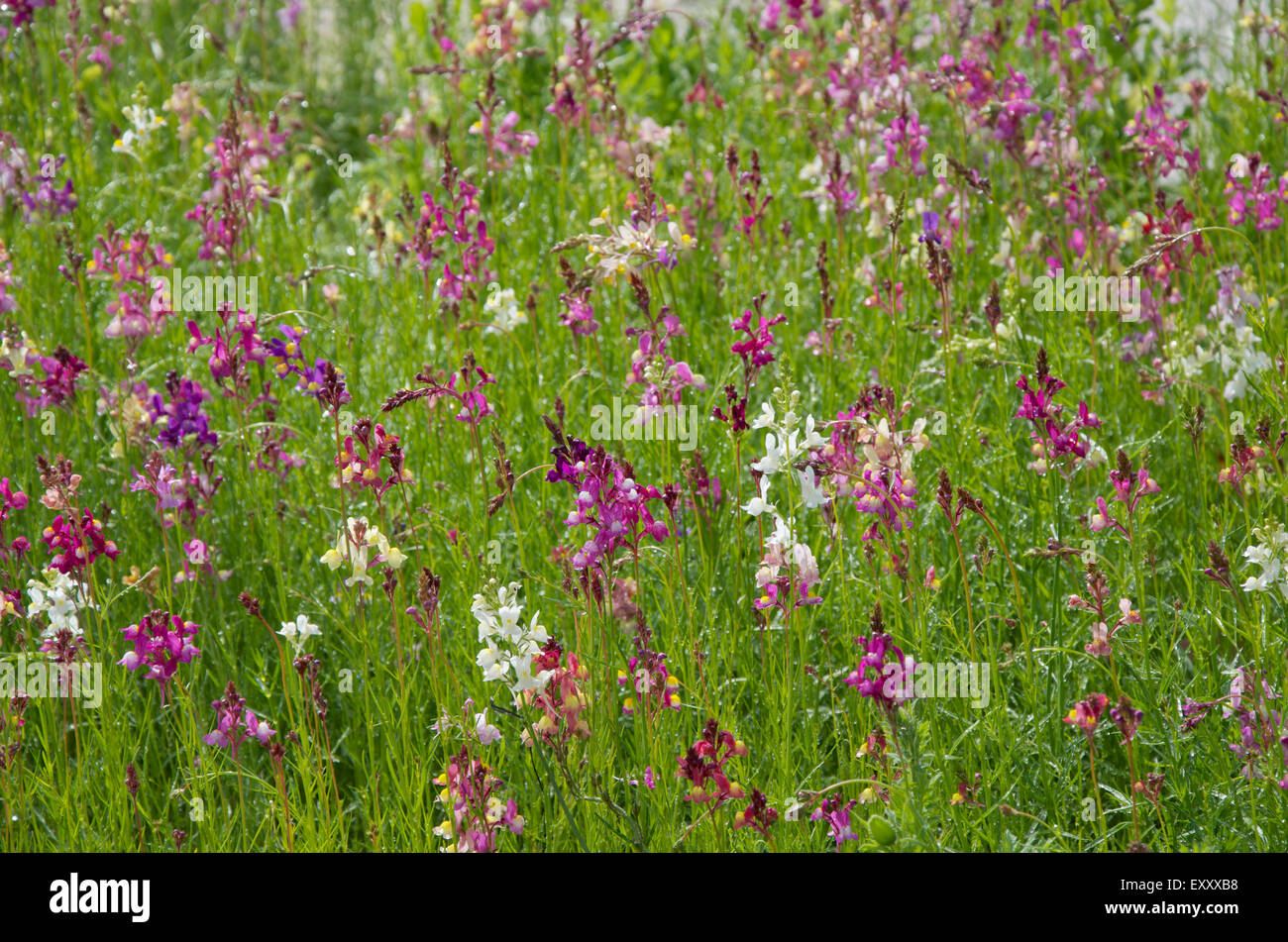 Wild orchid meadow - white and pink common scented, Gymnadenia conopsea Stock Photo