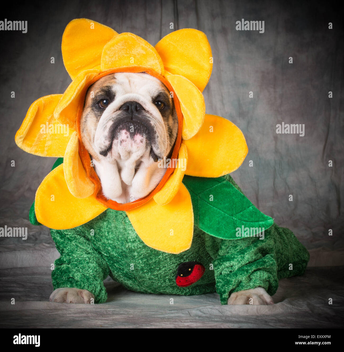 dog wearing flower costume bulldog Stock Photo Alamy