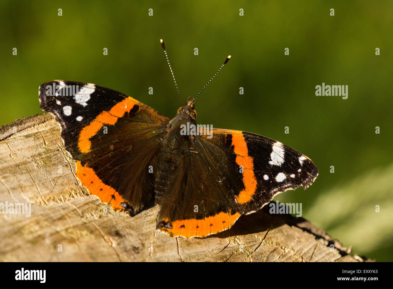 Butterfly resting on a sawn off tree stump. Stock Photo