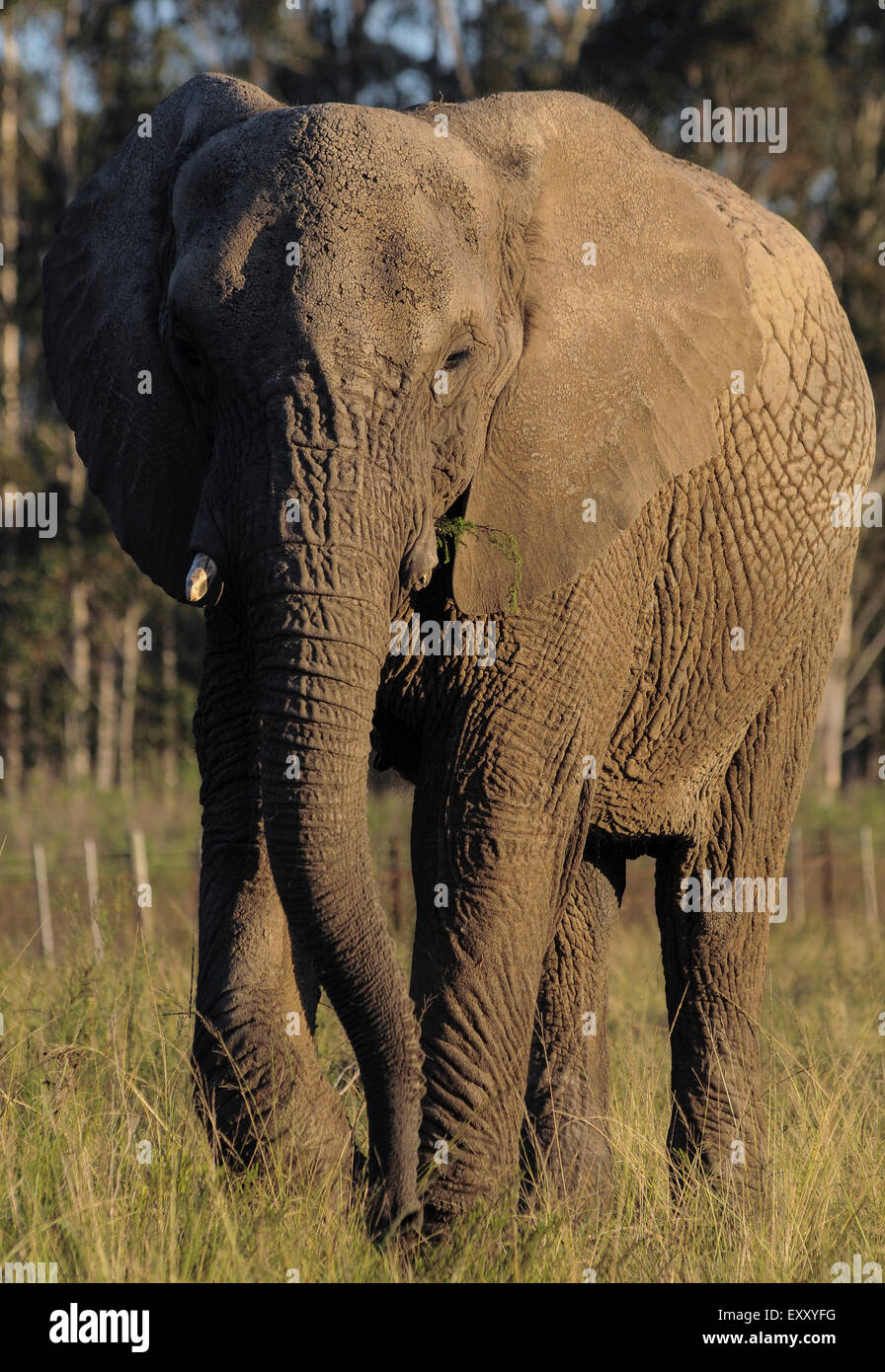 Elephants walk in the Elephant sanctuary in Knysna in South Africa. Credit Euan Cherry Stock