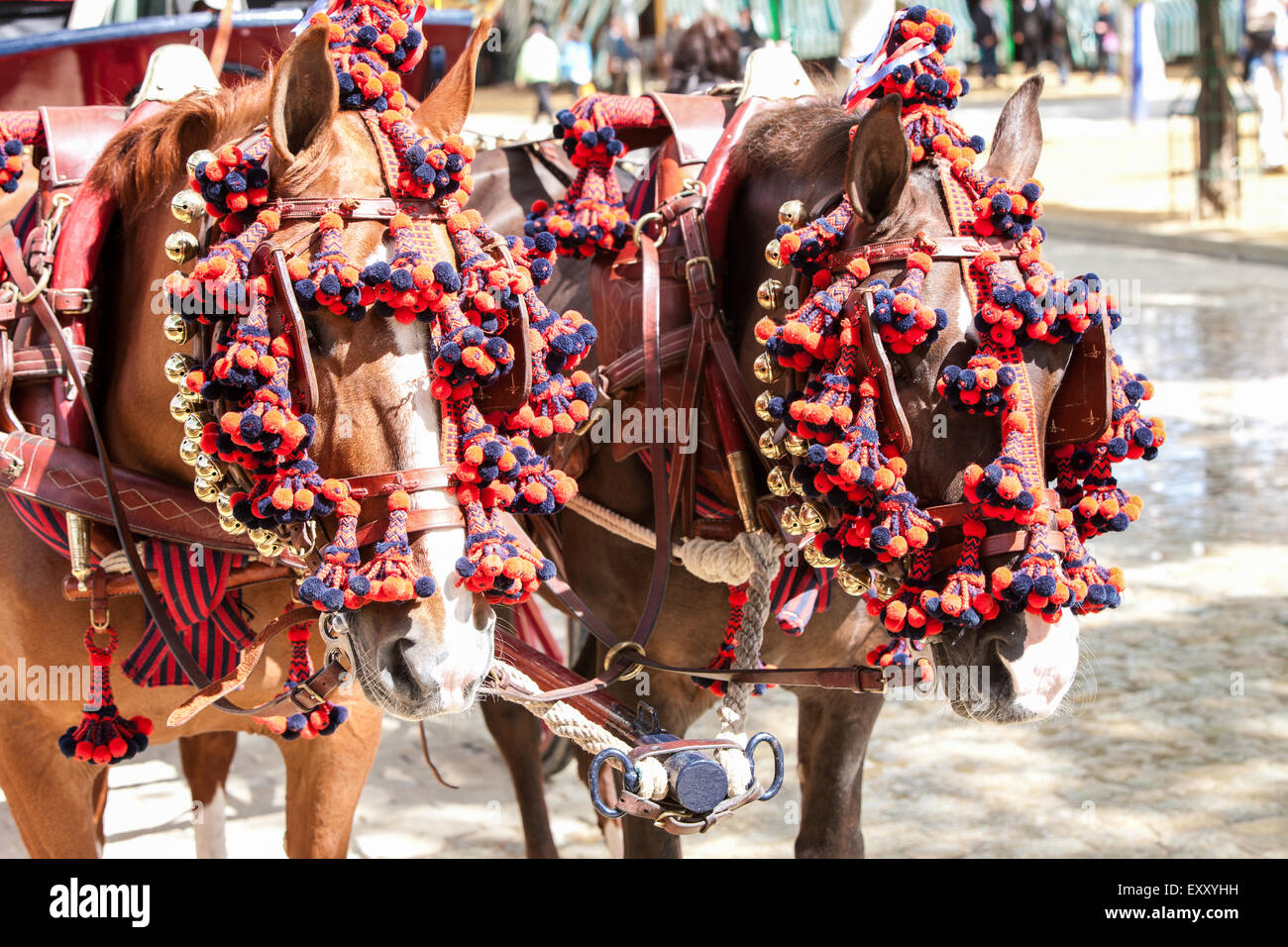 Decorated horses of horse drawn wagon/cart/carriage in Seville