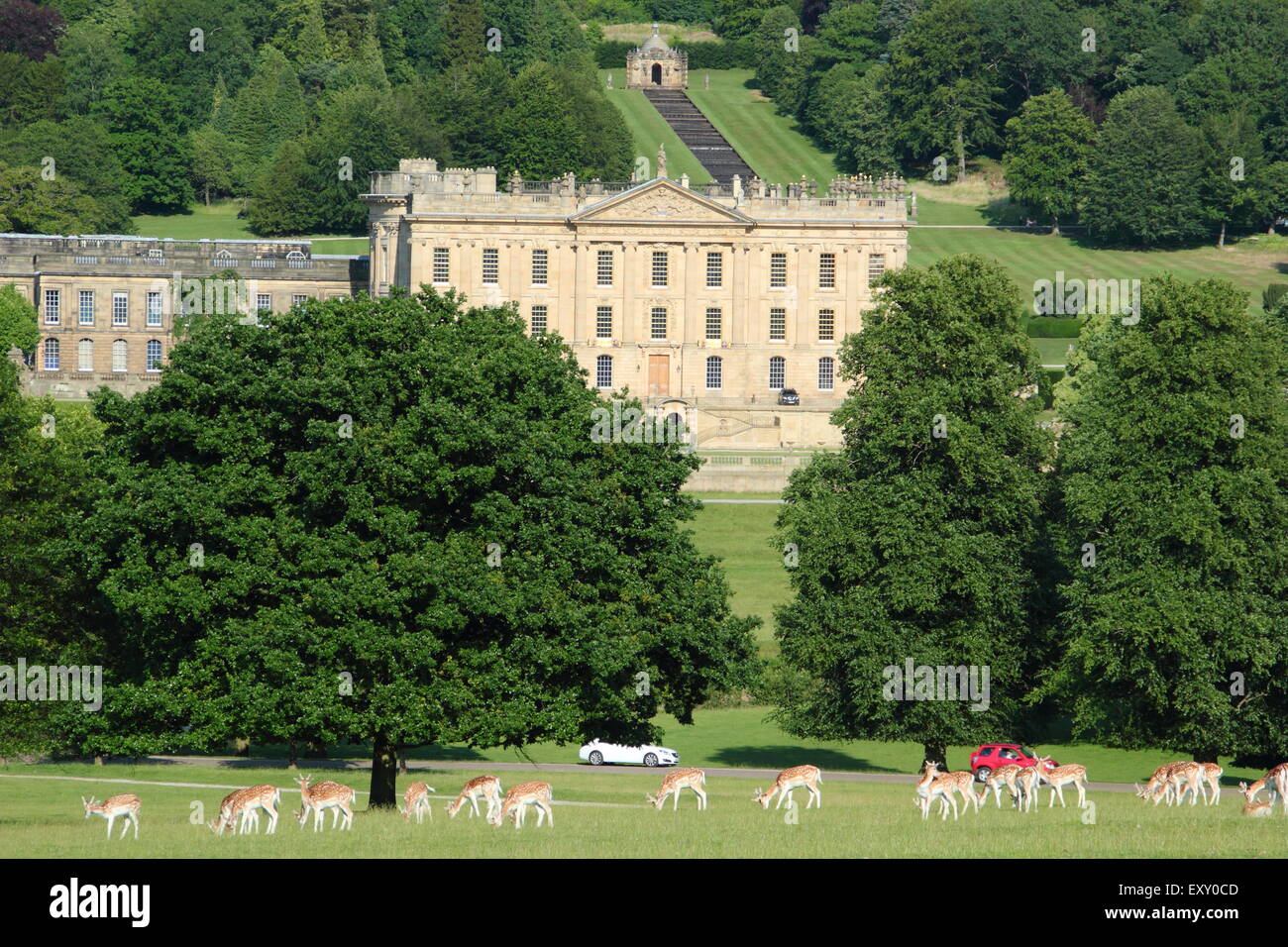 Fallow deer graze in the parkland surrounding Chatsworth House (pictured) on a warm, summer day, Peak District, Derbyshire UK Stock Photo