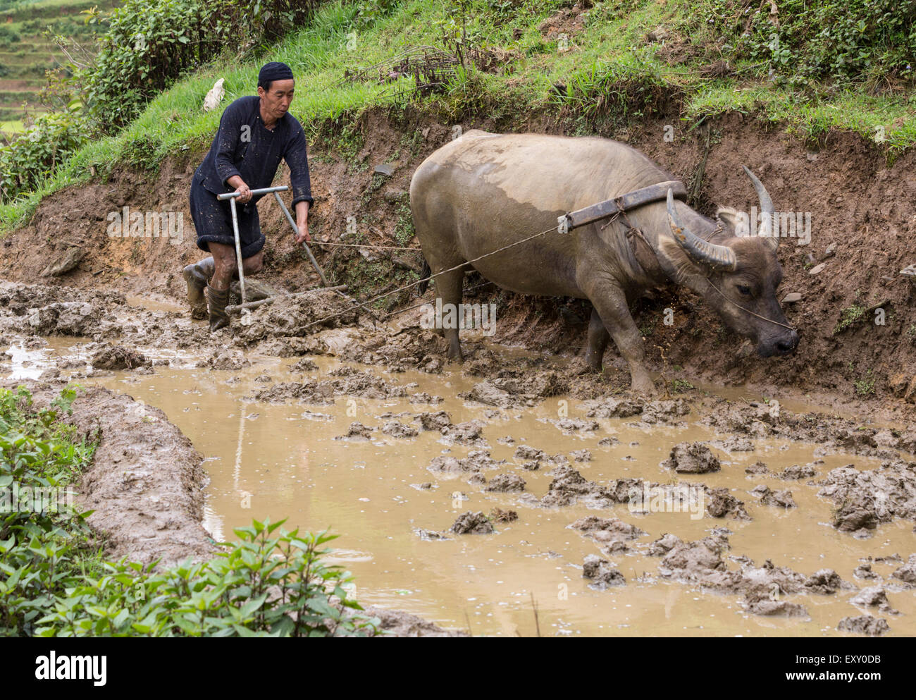 Black Hmong tribesman plows a terraced rice paddy using a water buffalo drawn plow Stock Photo