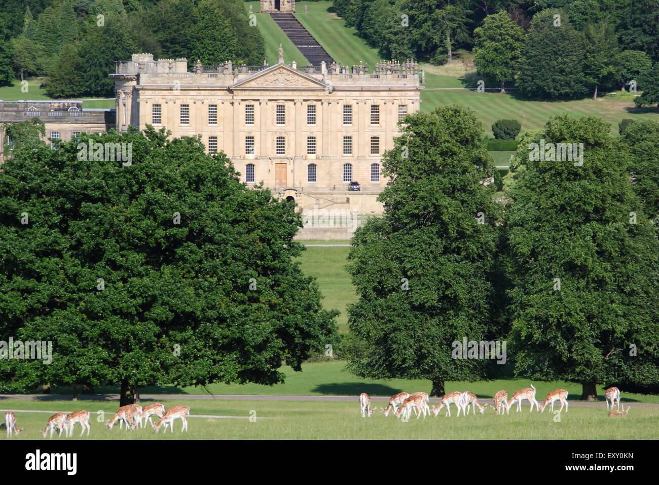 Fallow deer graze in the parkland surrounding Chatsworth House (pictured) on a warm, summer day, Peak District, Derbyshire UK Stock Photo