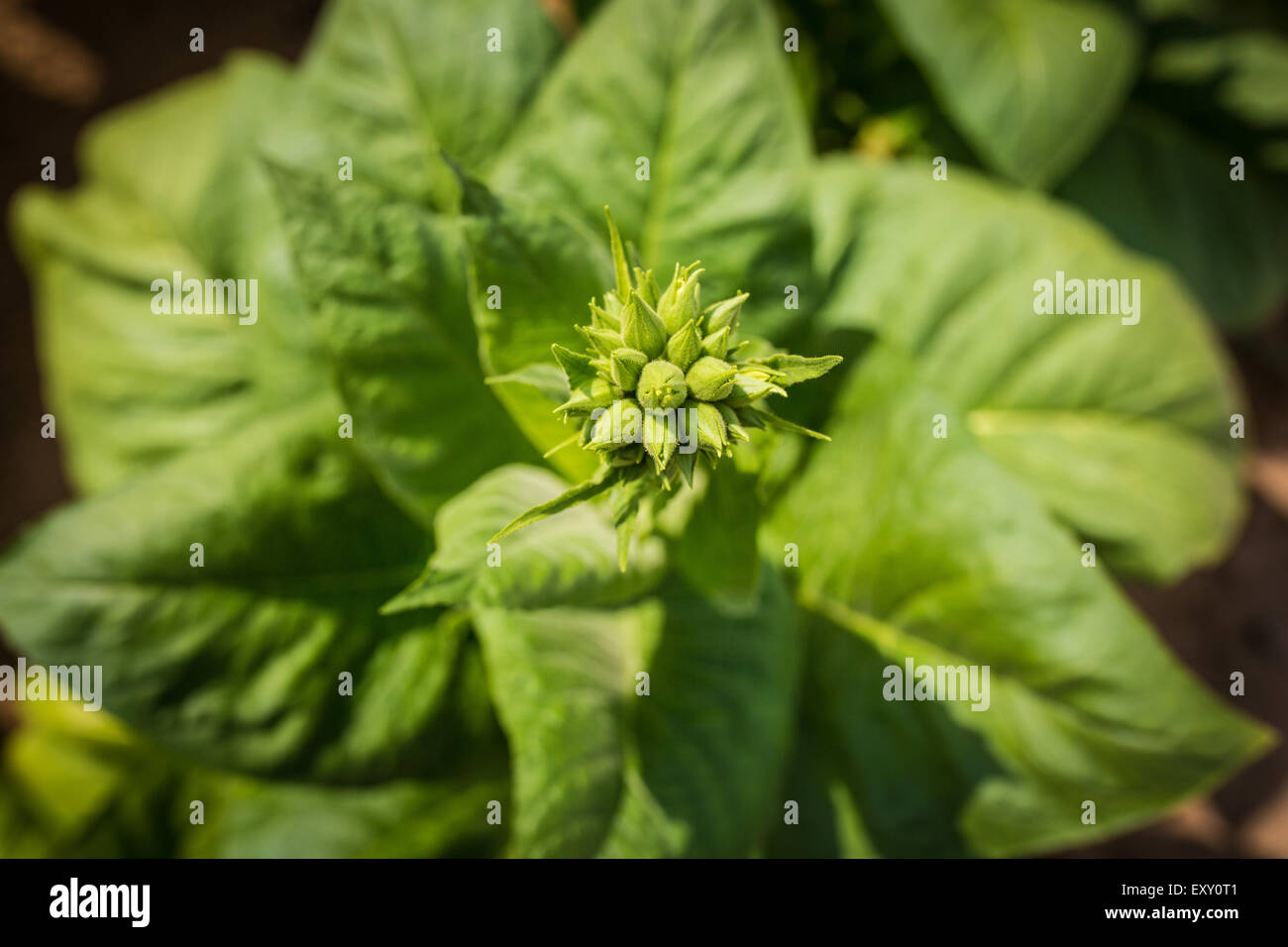 tobacco plantation on agricultural farm land Stock Photo