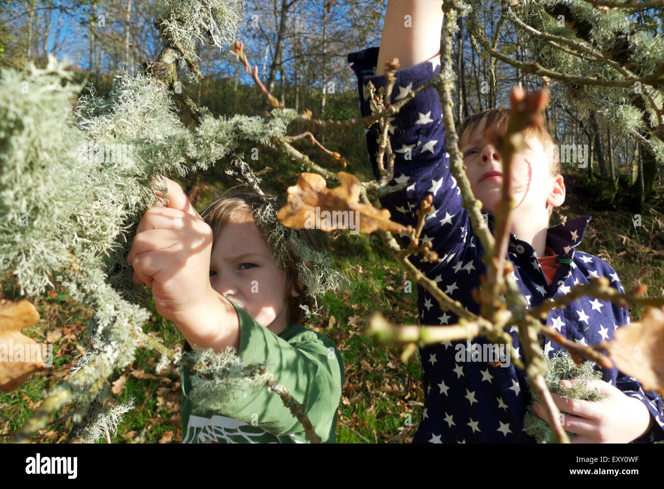 Boy collecting Ramalina Farinacea or usnea lichen from oak tree branch  children nature outside in autumn rural Carmarthenshire Wales UK  KATHY DEWITT Stock Photo