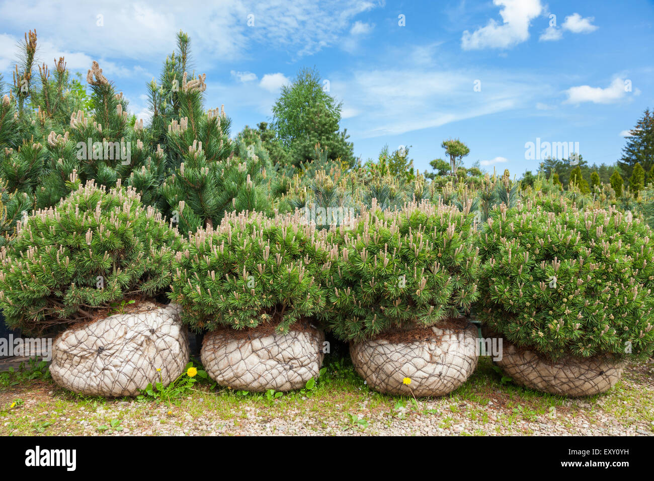 Pine with wrapped roots on tree nursery farm Stock Photo
