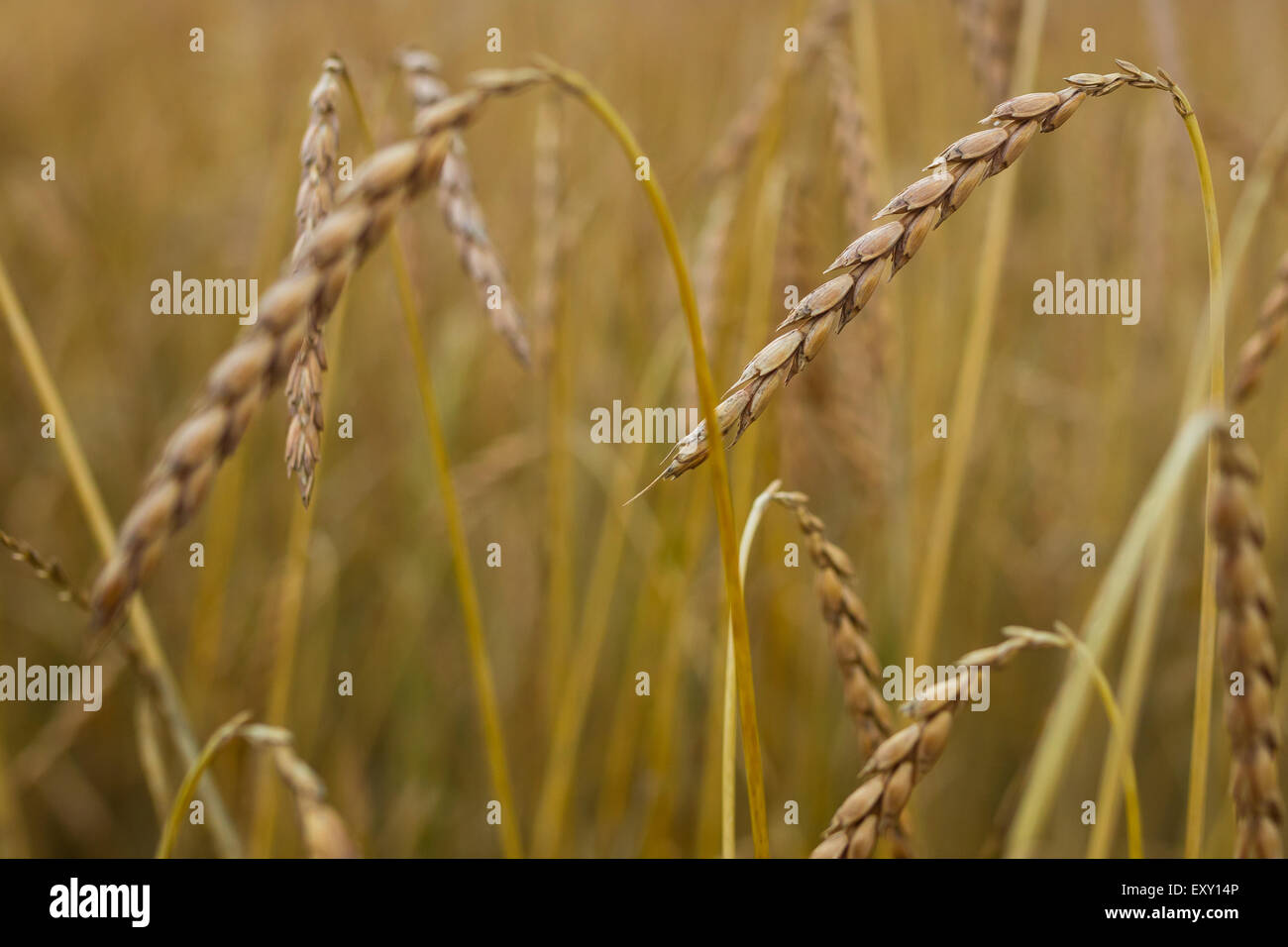 Spelt (Triticum spelta), also known as dinkel wheat or hulled wheat is a species of wheat cultivated since 5000 BCE Stock Photo