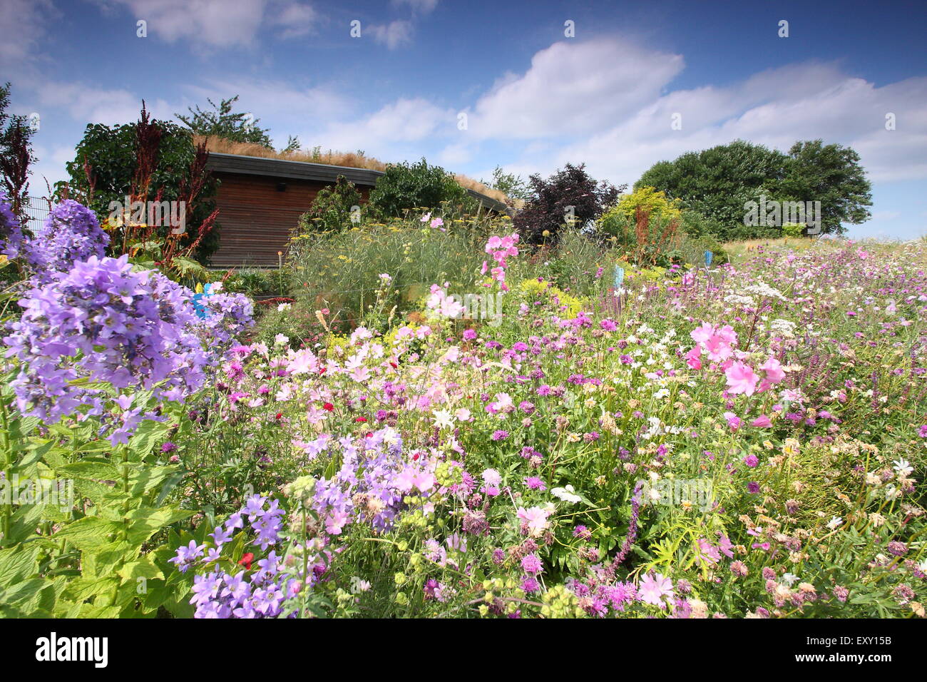 Urban wildflowers gardens hi-res stock photography and images - Alamy