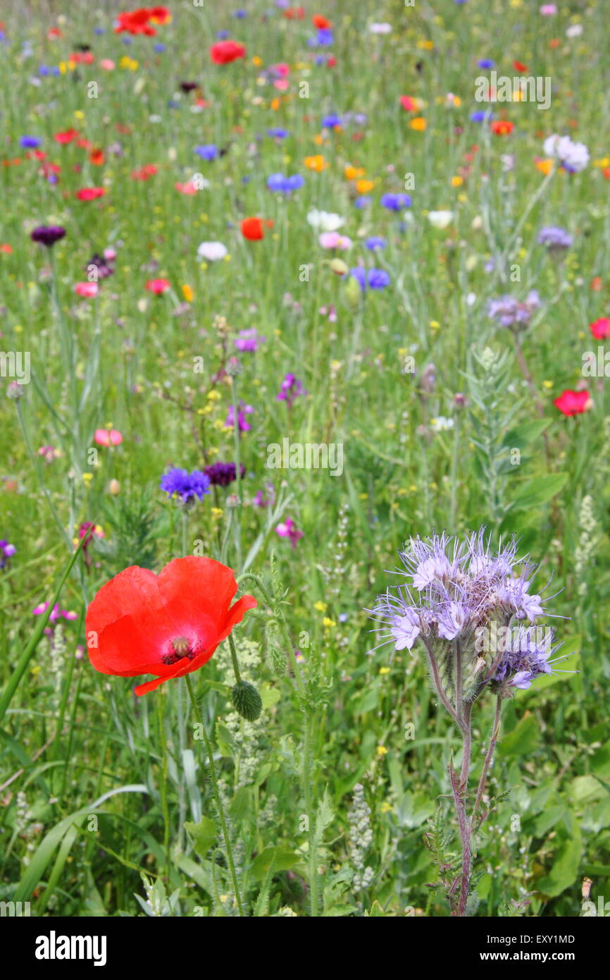 Wildflowers wildflower cornflower meadow hires stock photography and images Alamy