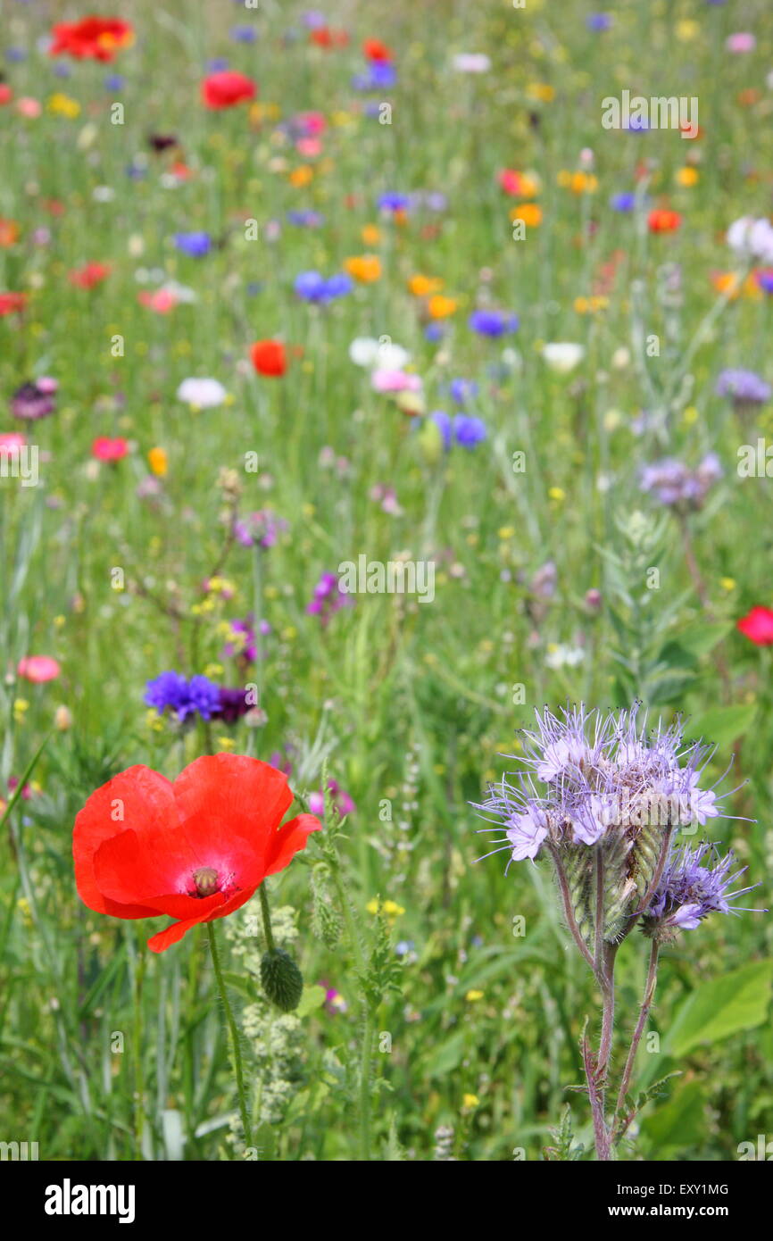 Wildflowers grow in a meadow at Sheffield Manor Lodge, South Yorkshire England UK - summer Stock Photo